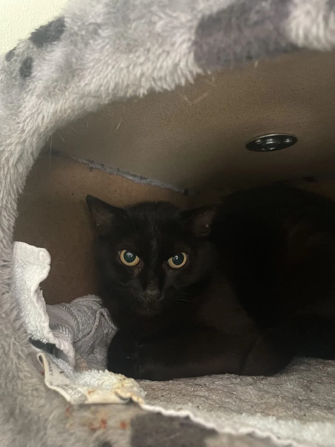 Takia, female 4yo mixed breed for adoption at Tierheim Bamberg, Bamberg