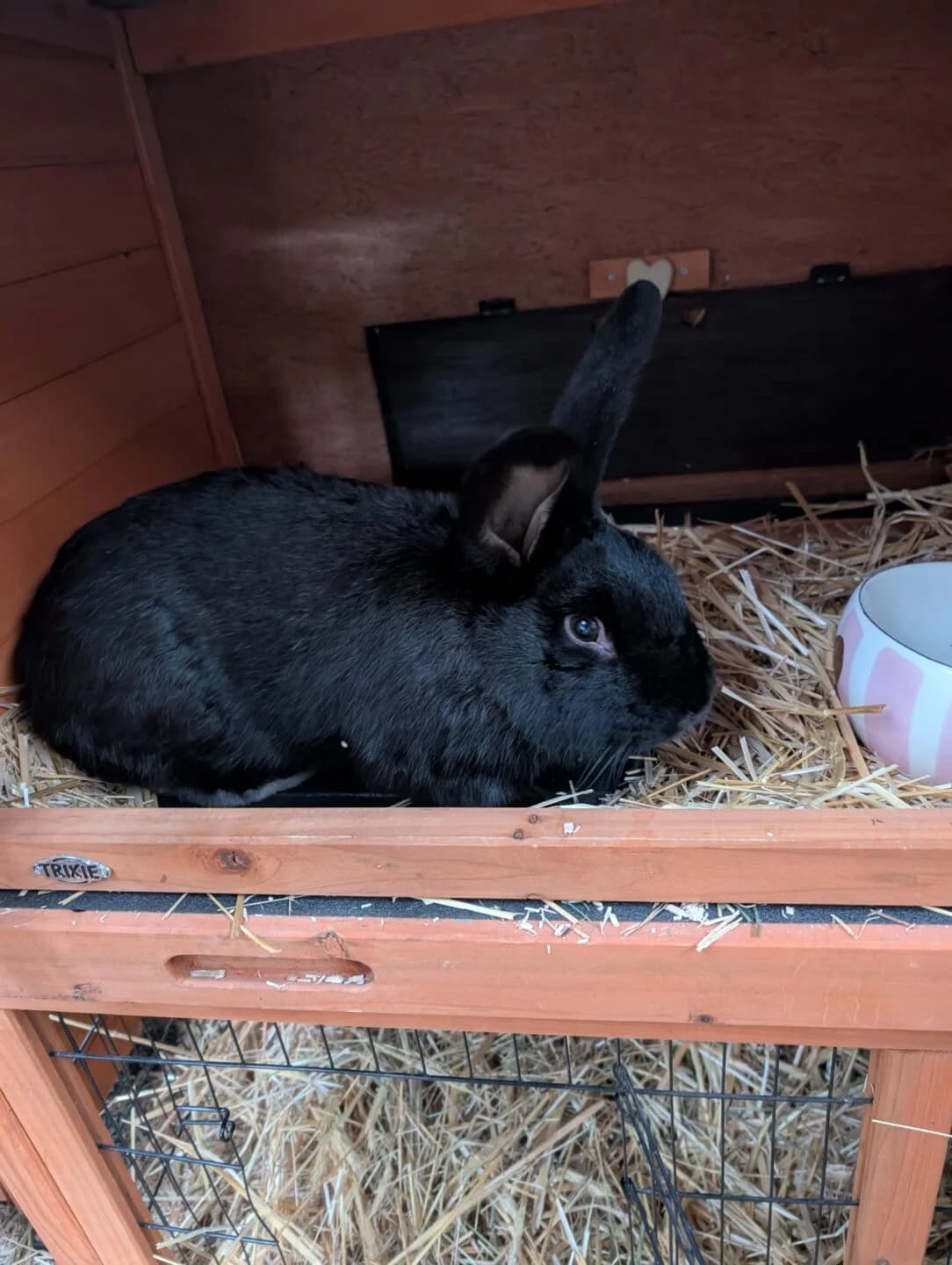 Thaddäus,  mixed breed for adoption at Tierheim Bamberg, Bamberg