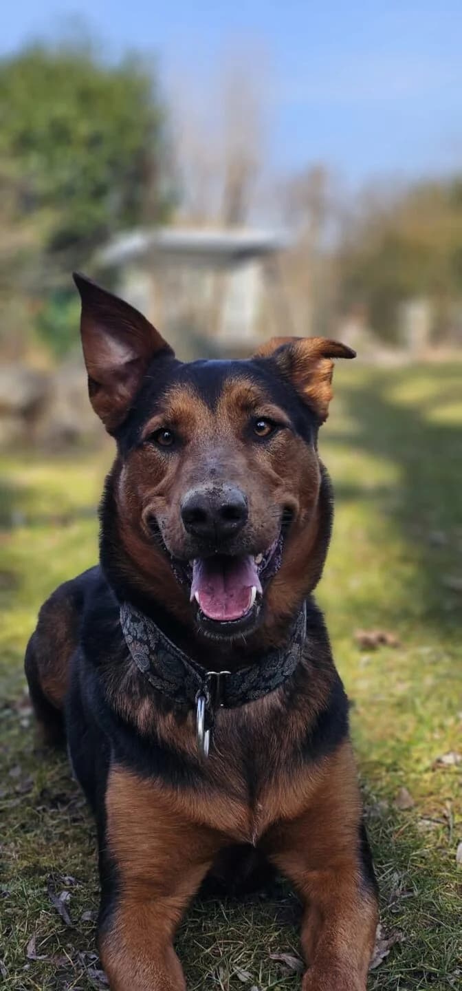 Thor,  (Tierheim Bamberg)