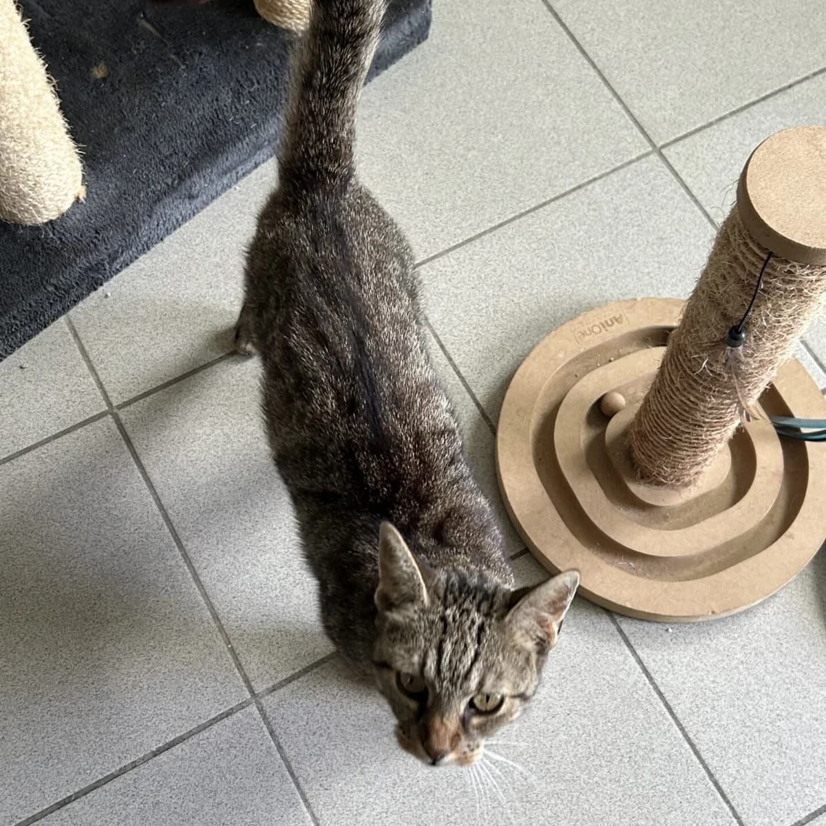 Toffifee, female mixed breed for adoption at Tierheim Bamberg, Bamberg