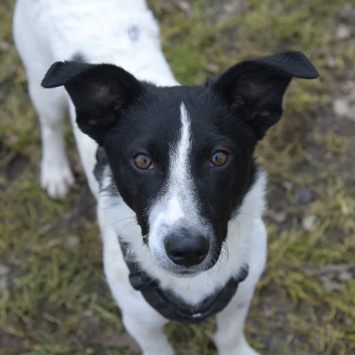 Tony, male mixed breed for adoption at Tierheim Bamberg, Bamberg