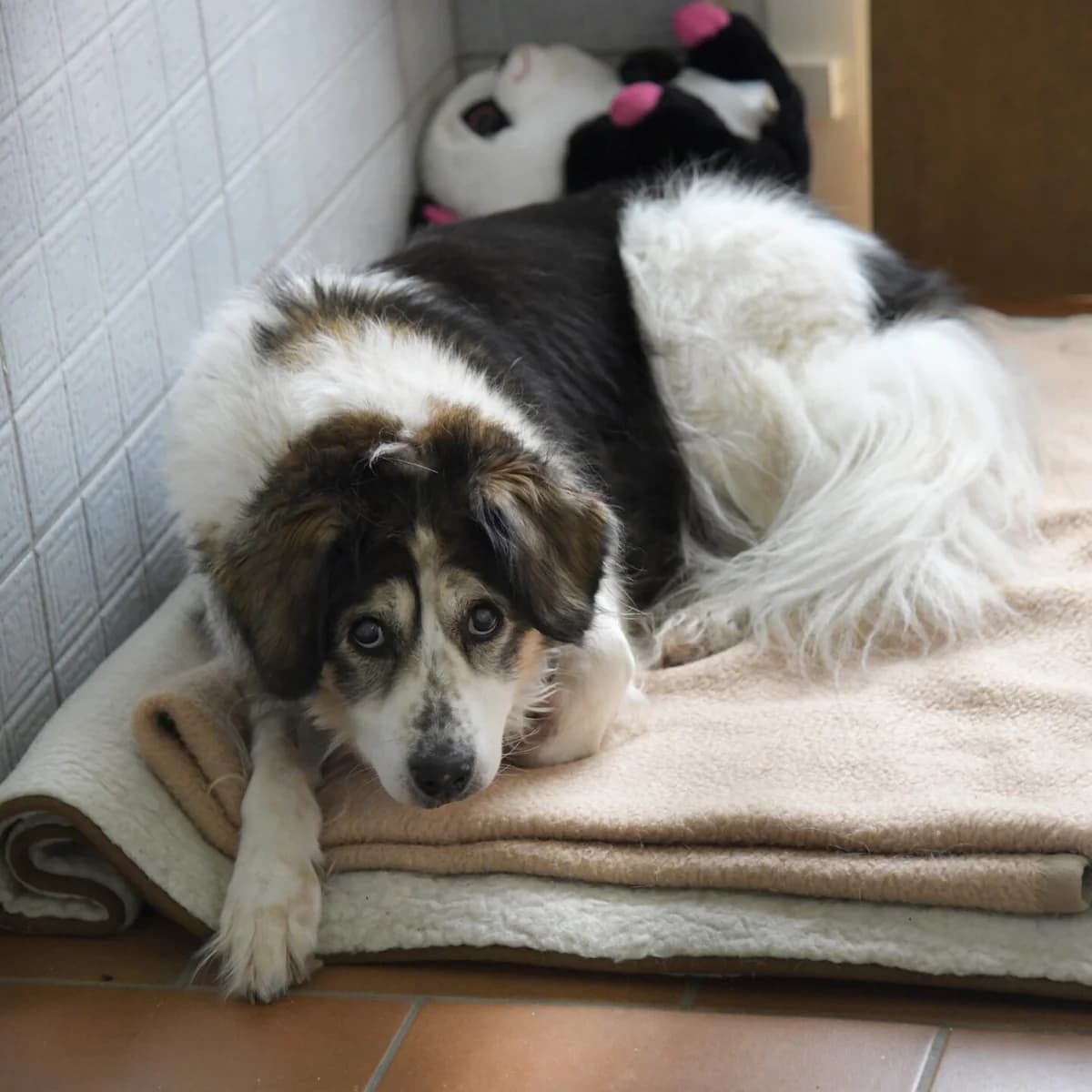 Vesna, female mixed breed for adoption at Tierheim Bamberg, Bamberg