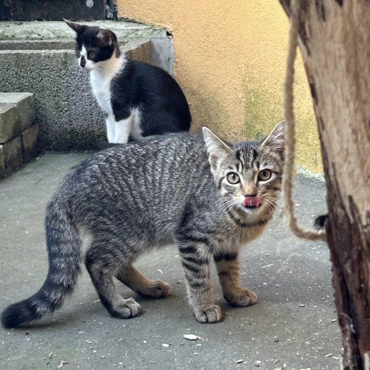 Viper, female mixed breed for adoption at Tierheim Bamberg, Bamberg