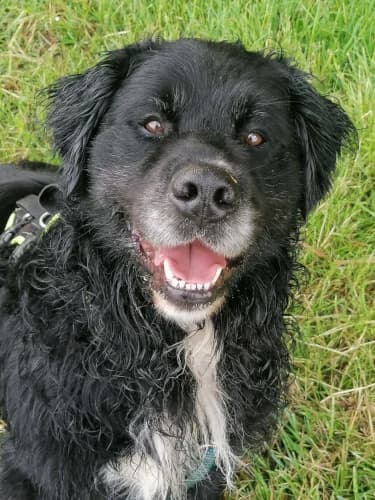 Bernie, male Mixed Breed for adoption at Tierheim Berg e.V., Berg