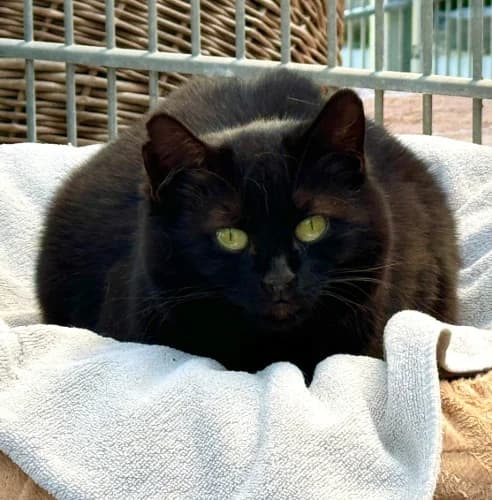 Silvie, female Mixed Breed for adoption at Tierheim Berg e.V., Berg