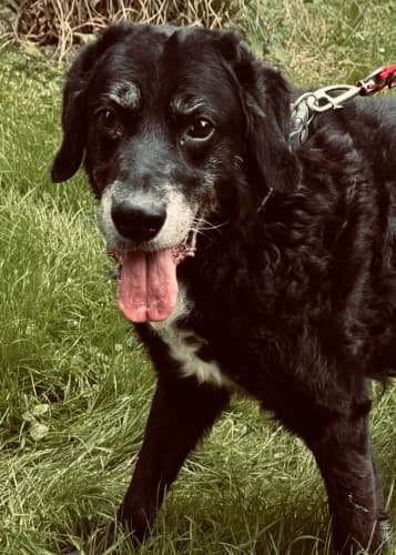 Blacky, male senior Mixed Breed for adoption at Tierheim Berg e.V., Berg