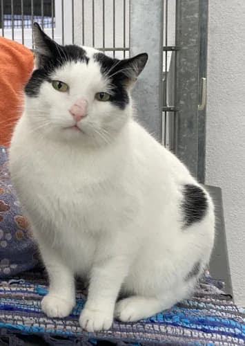 Gino, male Mixed Breed for adoption at Tierheim Berg e.V., Berg
