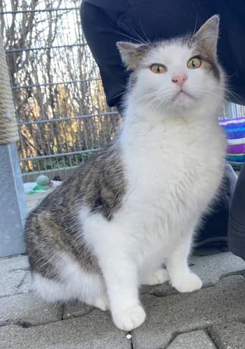 Carlo, male Mixed Breed for adoption at Tierheim Berg e.V., Berg