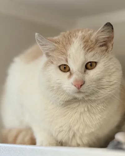 Remsi, male 7yo Mixed Breed for adoption at Tierheim Berg e.V., Berg