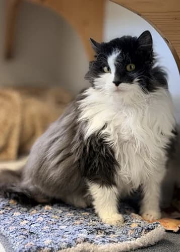 Einstein, male 5yo Mixed Breed for adoption at Tierheim Berg e.V., Berg