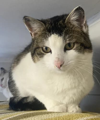 Dr. Watson, male 6yo Mixed Breed for adoption at Tierheim Berg e.V., Berg