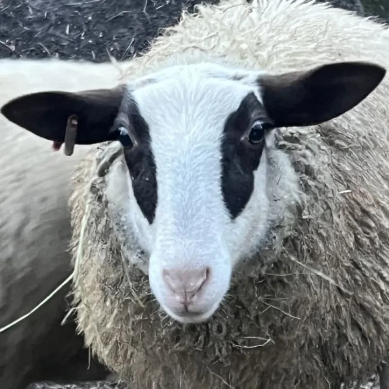 Lilly (Paten gesucht), female mixed breed for adoption at Tierheim Bergheim, Bergheim