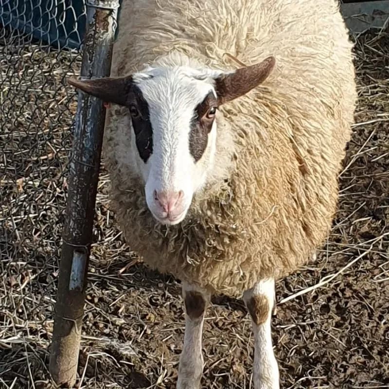 Lilly (Paten gesucht), female mixed breed for adoption at Tierheim Bergheim, Bergheim — photo 2 of 3