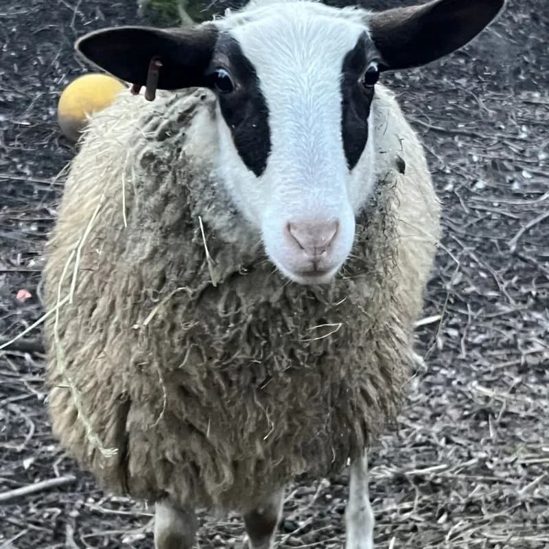 Lilly (Paten gesucht), female mixed breed for adoption at Tierheim Bergheim, Bergheim — photo 3 of 3