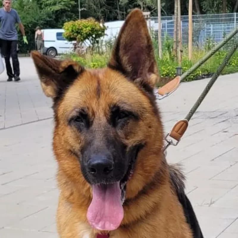 Anka (resreviert), female 6yo German Shepherd for adoption at Tierheim Bergheim, Bergheim