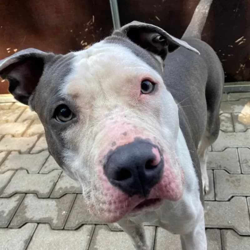 Aqua, female 3yo Staffordshire Bull Terrier for adoption at Tierheim Bergheim, Bergheim