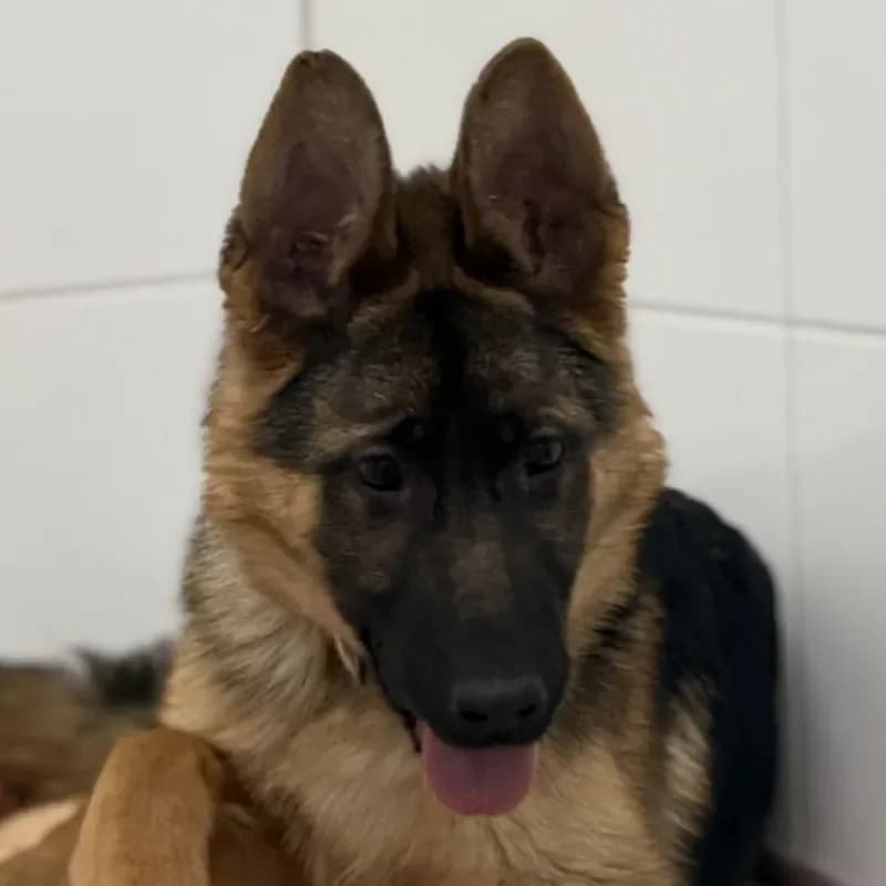 Ares (resreviert), male puppy German Shepherd for adoption at Tierheim Bergheim, Bergheim