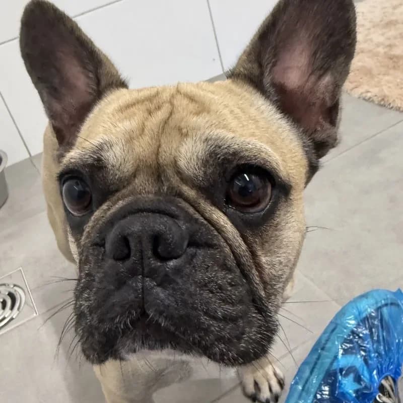 Armani, male 5yo French Bulldog for adoption at Tierheim Bergheim, Bergheim