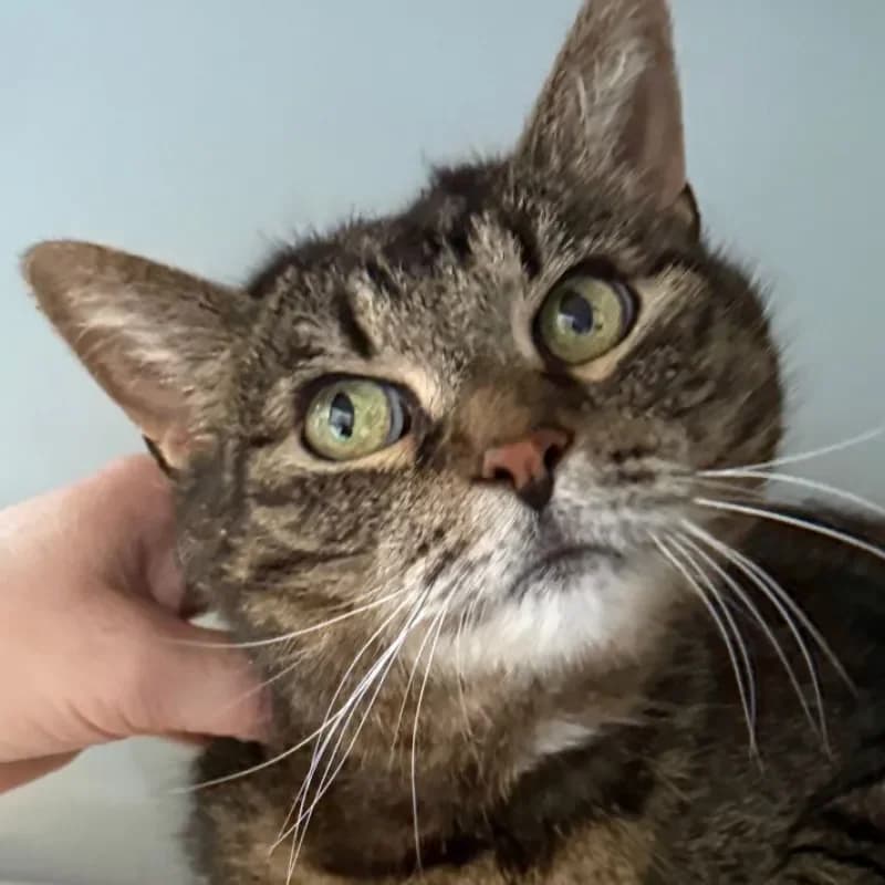 Bajki (reserviert), female 7yo mixed breed for adoption at Tierheim Bergheim, Bergheim