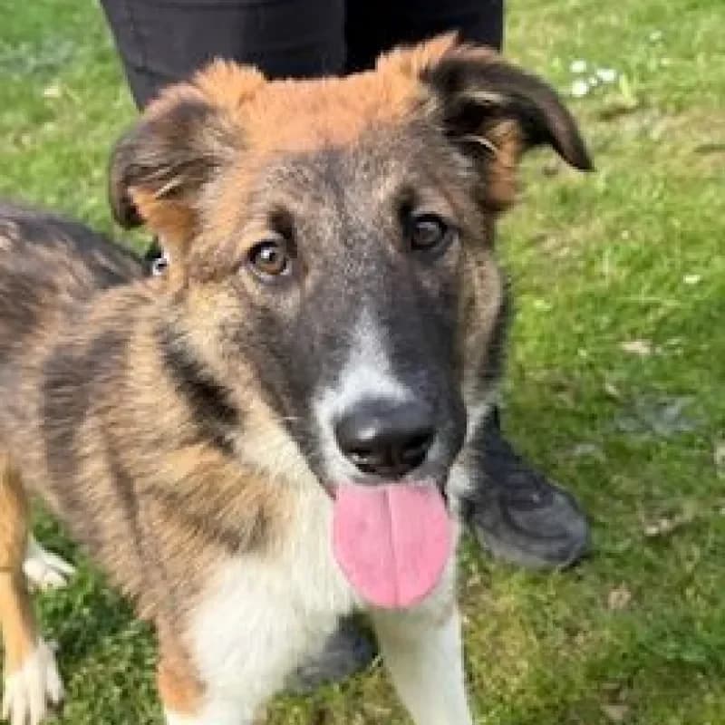 Bea (reserviert), female Mixed Breed for adoption at Tierheim Bergheim, Bergheim