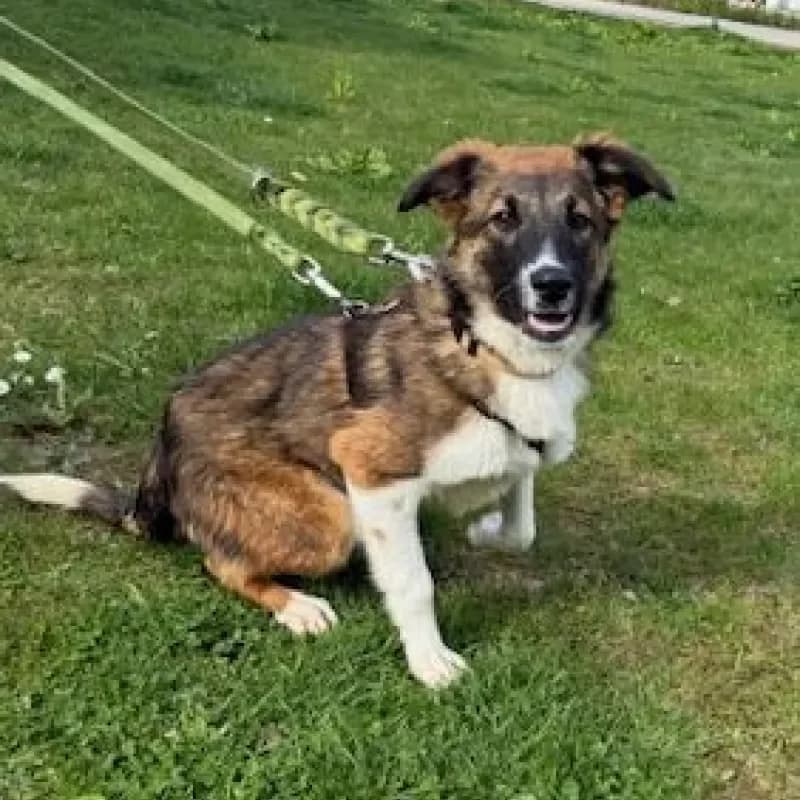 Bea (reserviert), female Mixed Breed for adoption at Tierheim Bergheim, Bergheim — photo 2 of 4