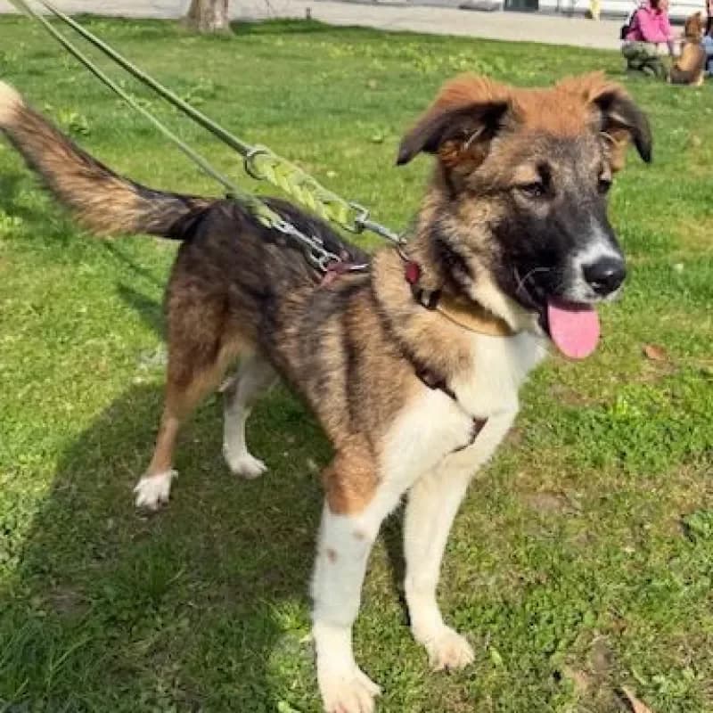 Bea (reserviert), female Mixed Breed for adoption at Tierheim Bergheim, Bergheim — photo 3 of 4