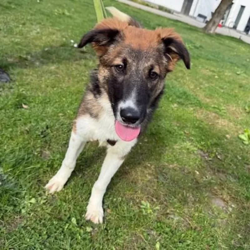 Bea (reserviert), female Mixed Breed for adoption at Tierheim Bergheim, Bergheim — photo 4 of 4