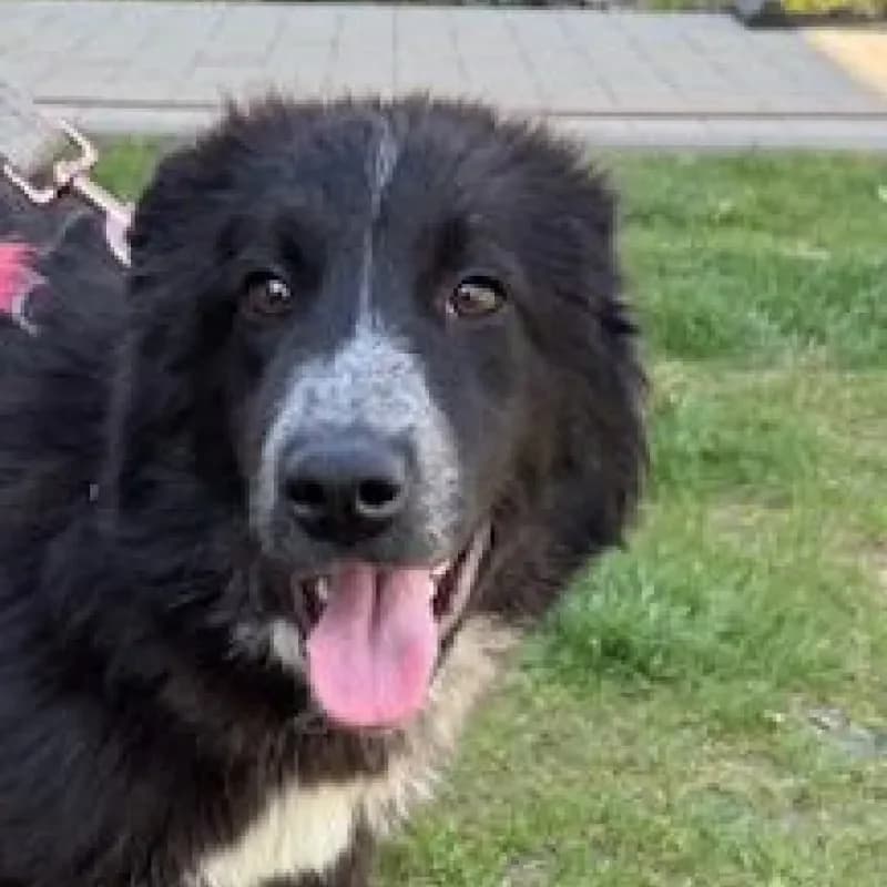 Ben, male Mixed Breed for adoption at Tierheim Bergheim, Bergheim