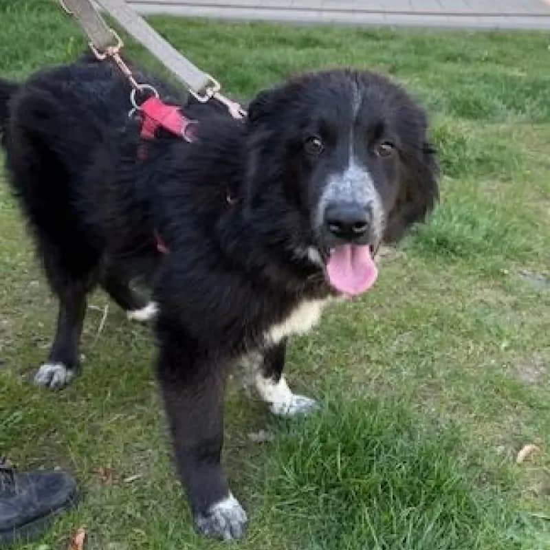 Ben, male Mixed Breed for adoption at Tierheim Bergheim, Bergheim — photo 2 of 3