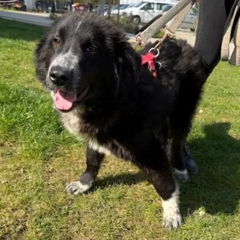 Ben, male Mixed Breed for adoption at Tierheim Bergheim, Bergheim — photo 3 of 3