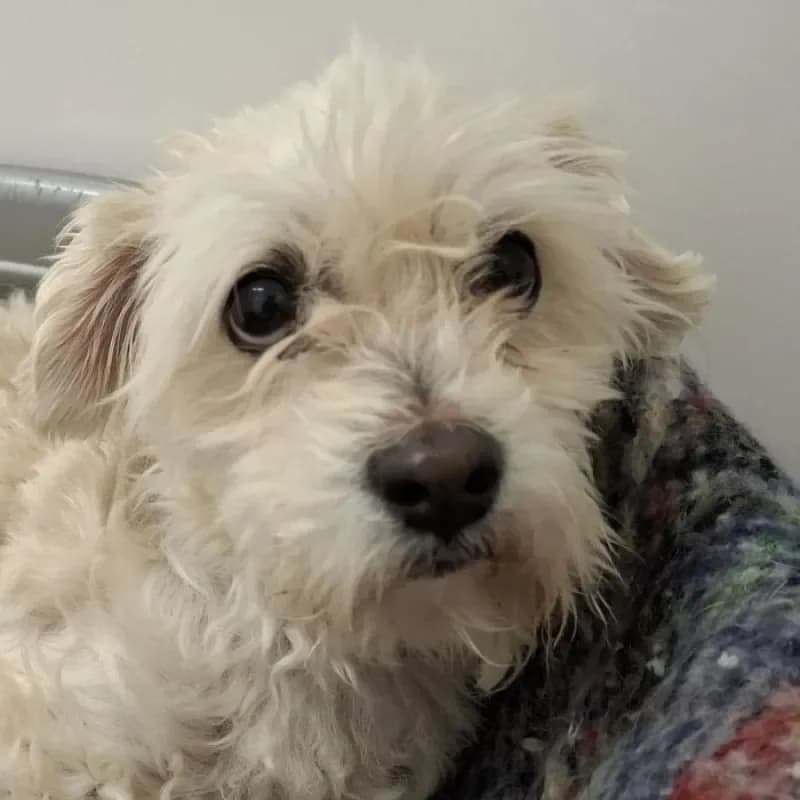 Benni, male 7yo Maltese for adoption at Tierheim Bergheim, Bergheim