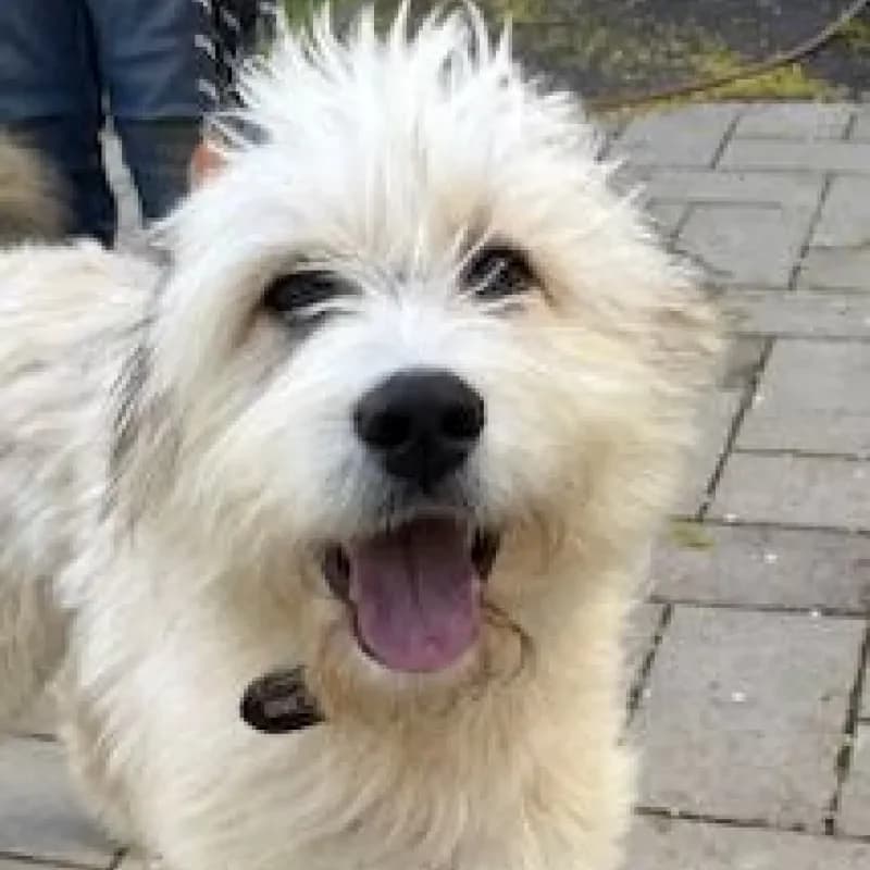 Bobby (reserviert), male young Mixed Breed for adoption at Tierheim Bergheim, Bergheim