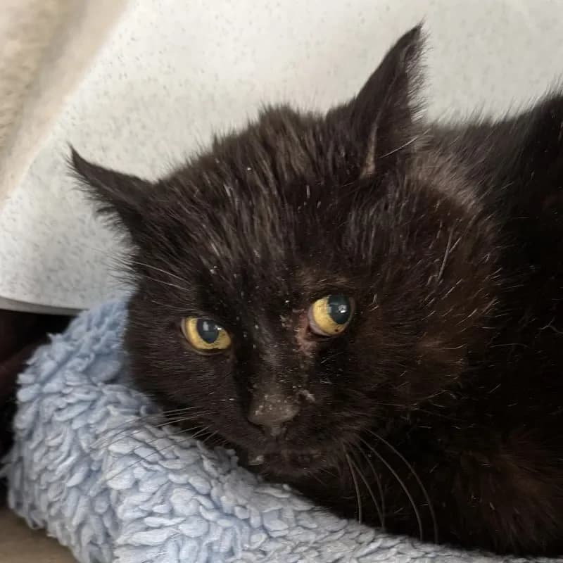 Bömmel, male mixed breed for adoption at Tierheim Bergheim, Bergheim