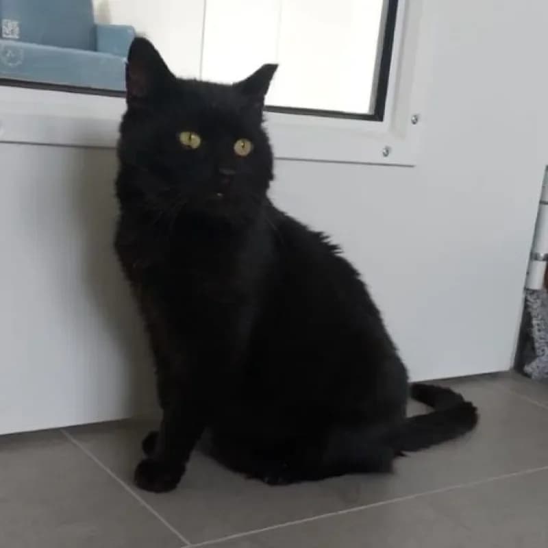 Bömmel, male mixed breed for adoption at Tierheim Bergheim, Bergheim — photo 2 of 3