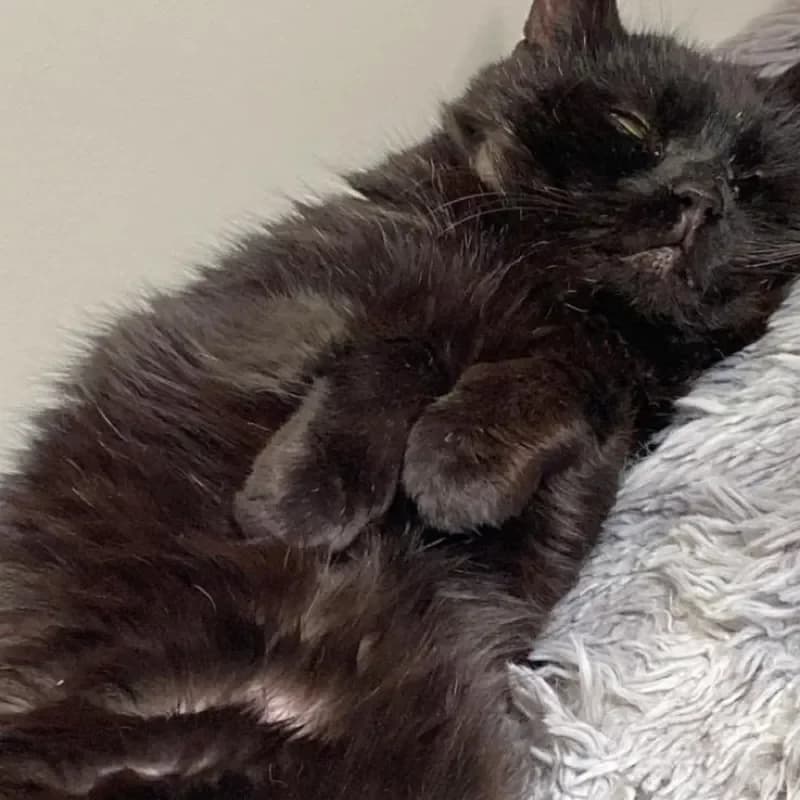 Bömmel, male mixed breed for adoption at Tierheim Bergheim, Bergheim — photo 3 of 3