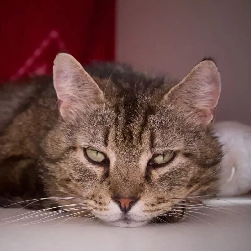 Bonkers und Chicco, male senior mixed breed for adoption at Tierheim Bergheim, Bergheim