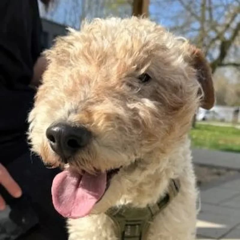 Boris (reserviert), male mixed breed for adoption at Tierheim Bergheim, Bergheim