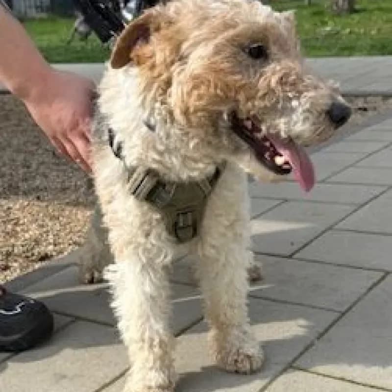 Boris (reserviert), male mixed breed for adoption at Tierheim Bergheim, Bergheim — photo 2 of 4