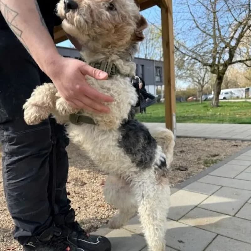 Boris (reserviert), male mixed breed for adoption at Tierheim Bergheim, Bergheim — photo 3 of 4