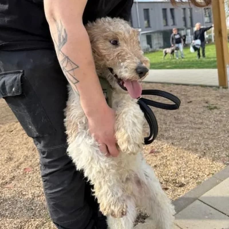 Boris (reserviert), male mixed breed for adoption at Tierheim Bergheim, Bergheim — photo 4 of 4