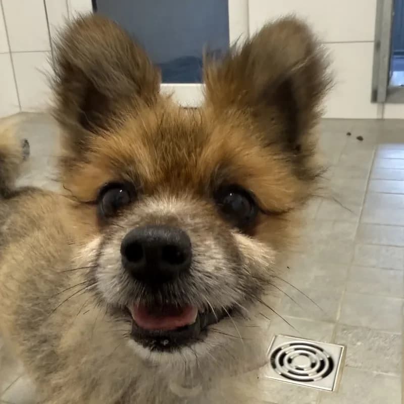 Brutus, weiss male senior Pomeranian for adoption at Tierheim Bergheim, Bergheim