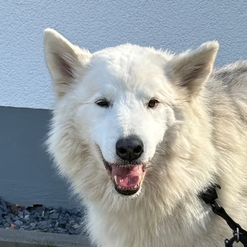 Buddy, male Husky for adoption at Tierheim Bergheim, Bergheim