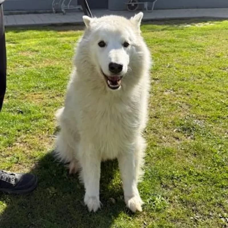 Buddy, male Husky for adoption at Tierheim Bergheim, Bergheim — photo 2 of 4
