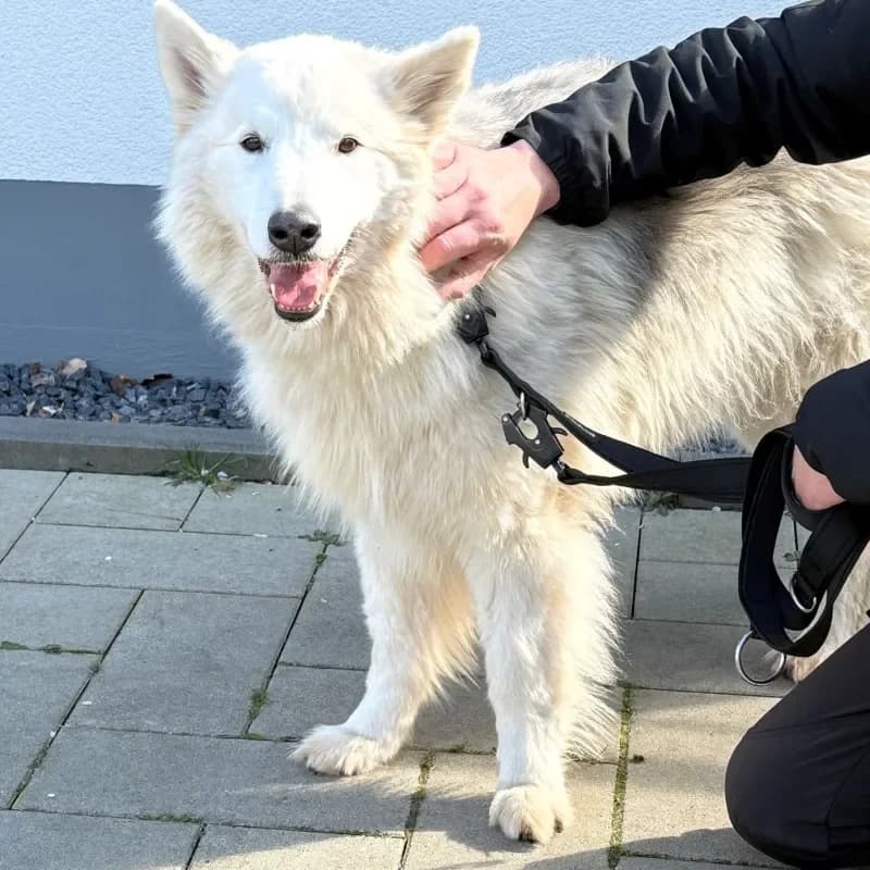 Buddy, male Husky for adoption at Tierheim Bergheim, Bergheim — photo 3 of 4