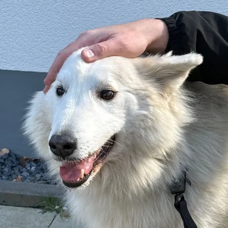 Buddy, male Husky for adoption at Tierheim Bergheim, Bergheim — photo 4 of 4