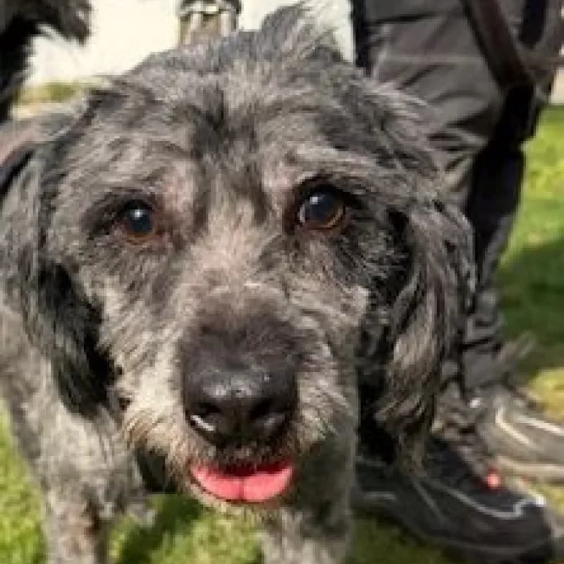 Calvin, male Mixed Breed for adoption at Tierheim Bergheim, Bergheim