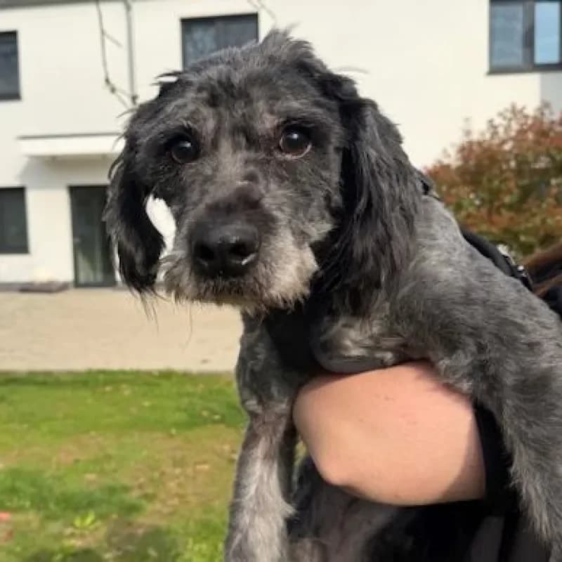 Calvin, male Mixed Breed for adoption at Tierheim Bergheim, Bergheim — photo 2 of 4