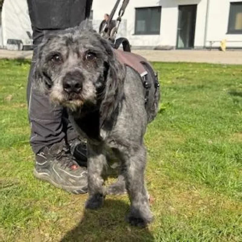 Calvin, male Mixed Breed for adoption at Tierheim Bergheim, Bergheim — photo 3 of 4