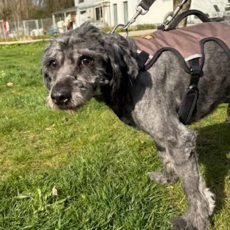 Calvin, male Mixed Breed for adoption at Tierheim Bergheim, Bergheim — photo 4 of 4