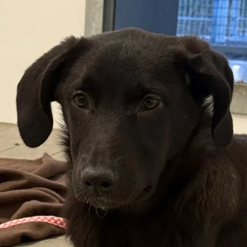 Carl, male puppy Mixed Breed for adoption at Tierheim Bergheim, Bergheim
